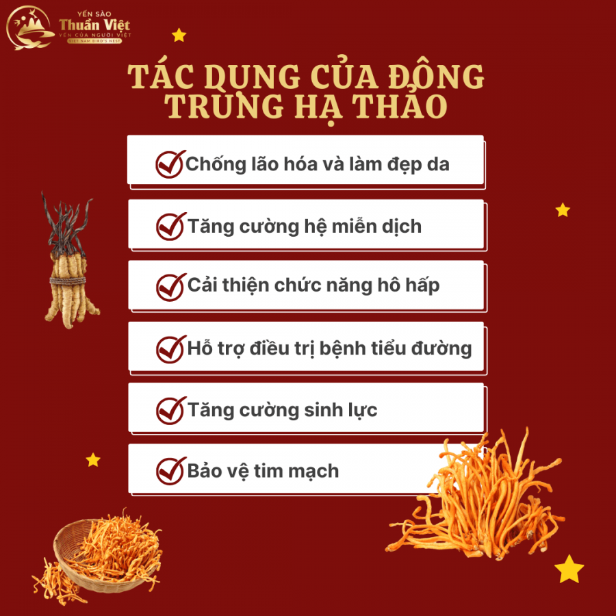 Đông trùng hạ thảo có tác dụng gì? Cùng khám phá nhé