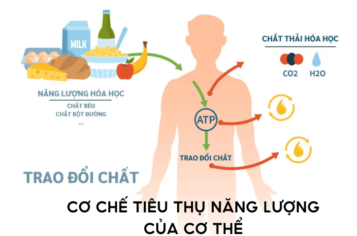 Tìm Hiểu Cơ Chế Tiêu Thụ Năng Lượng Của Cơ Thể