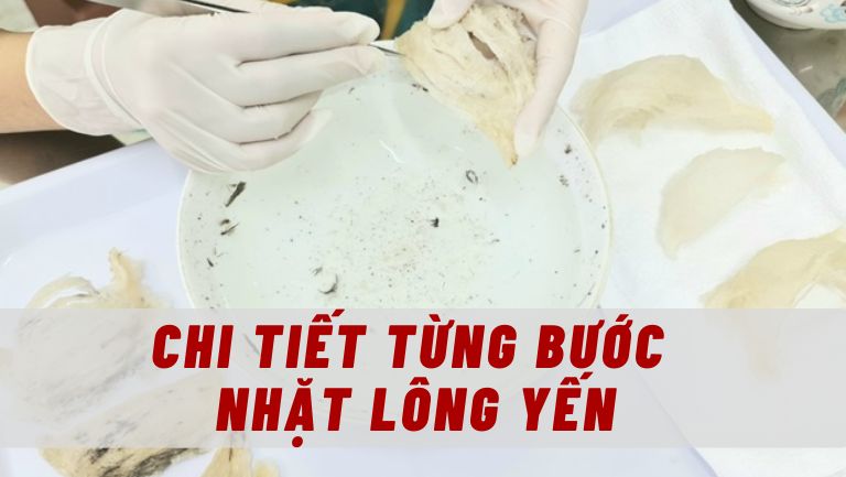 Cách Làm Sạch Tổ Yến Thô Từng Bước