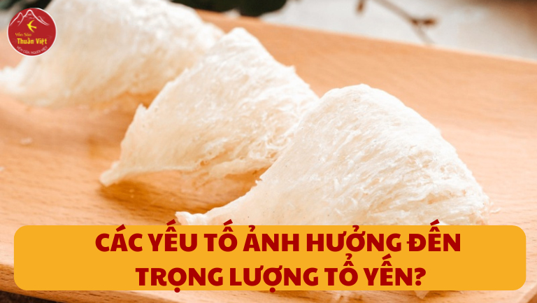 1 Lạng Yến Được Bao Nhiêu Tổ? Giải Đáp Chi Tiết 